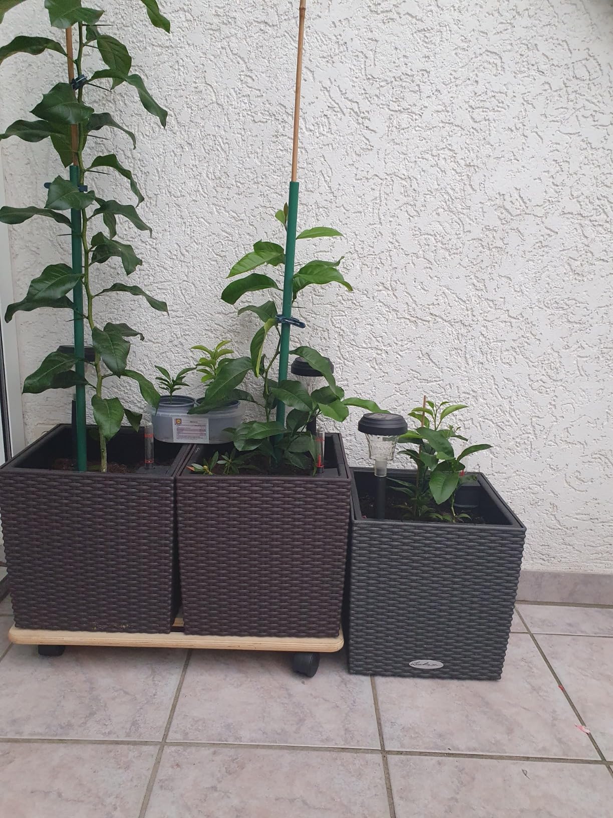 Lechuza Cube Cottage 50 Pflanzgefäß Granit Flechtoptik