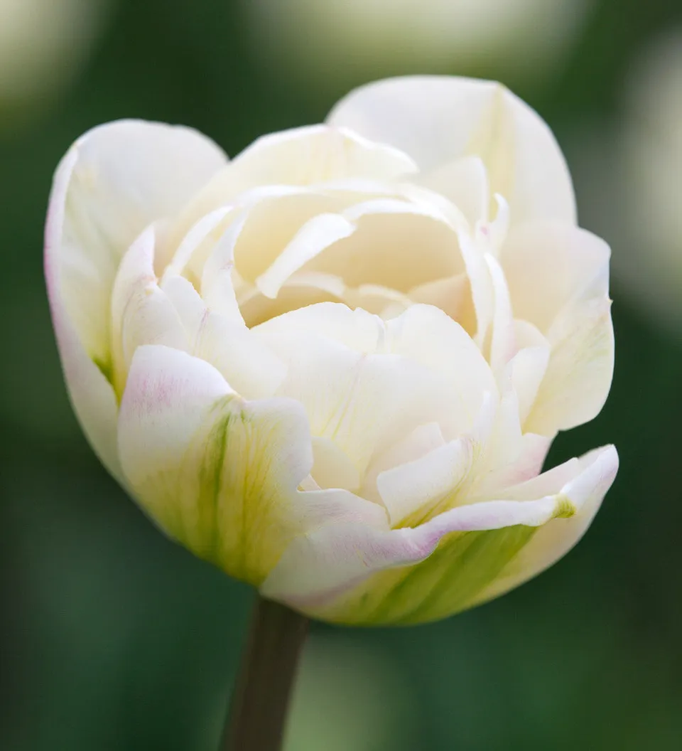 Sarah Raven White Heart Tulpenzwiebeln 10 Stück gefüllt weiß