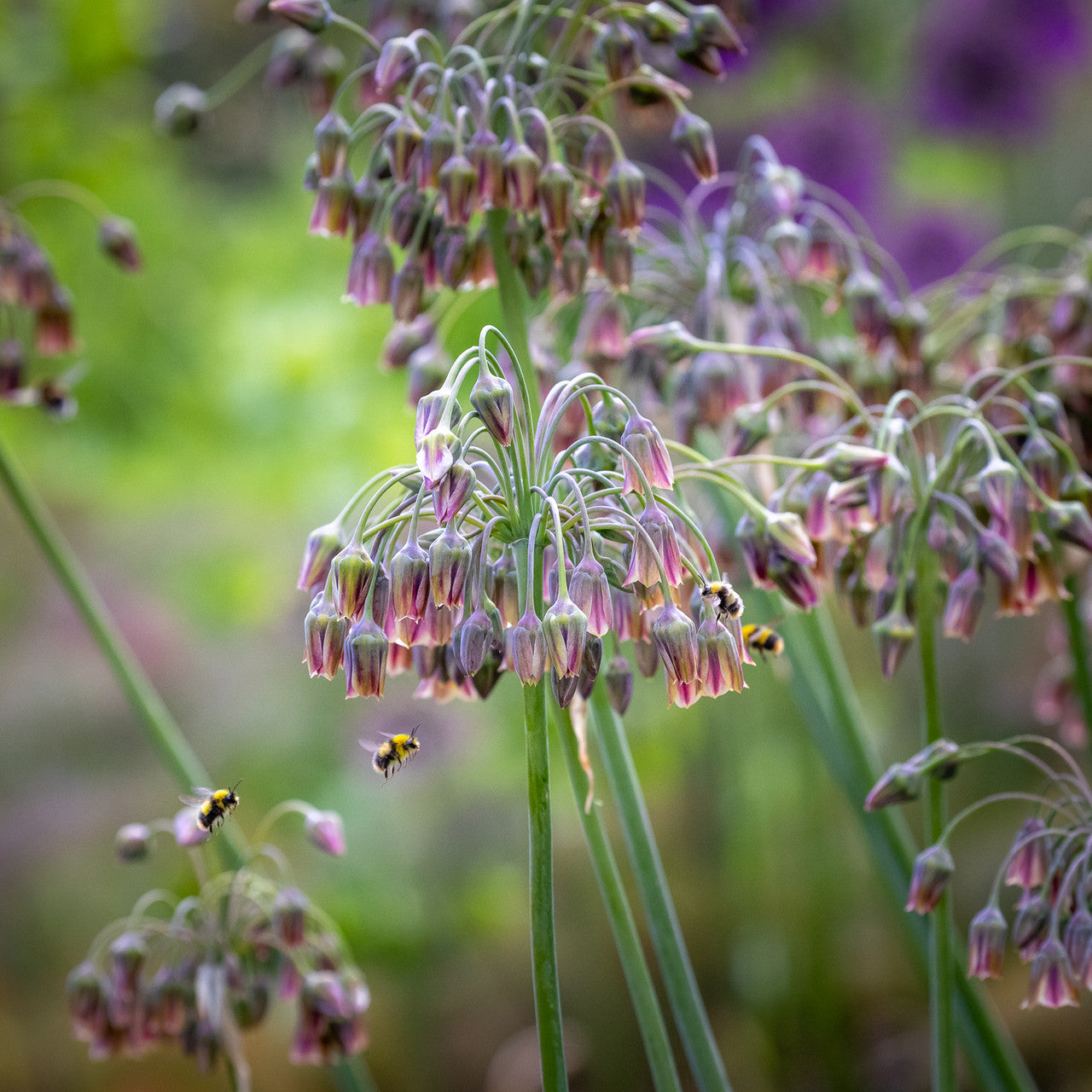 Sarah Raven Bulbs Allium siculum Blumenzwiebeln 15 Zwiebeln