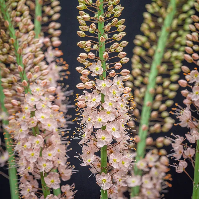 Sarah Raven Bulbs Eremurus Romance Steppenkerze 3 Wurzeln rosa