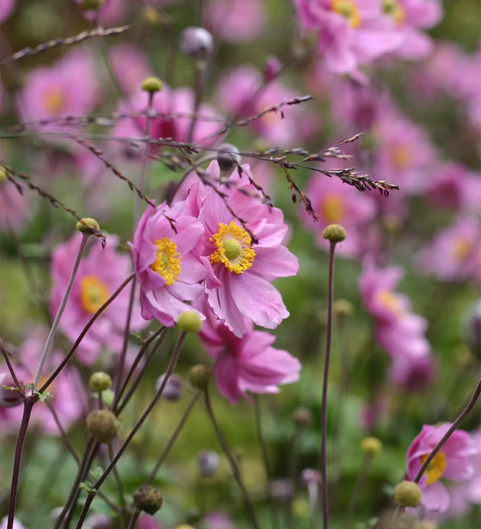 Sarah Raven Plants Anemone Pamina Pflanze 2 Liter rosa gefüllt