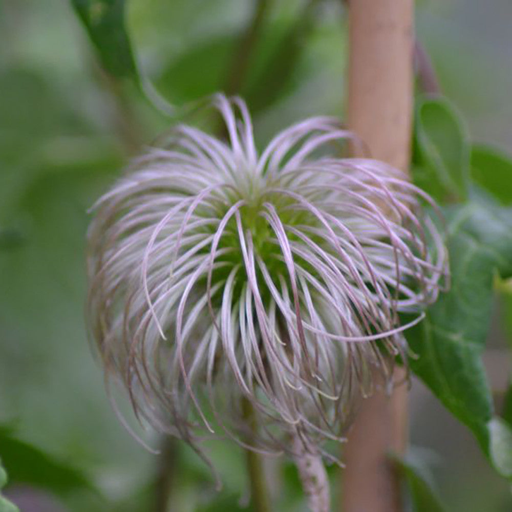 Sarah Raven Plants Clematis Pink Flamingo 2 Liter Topf