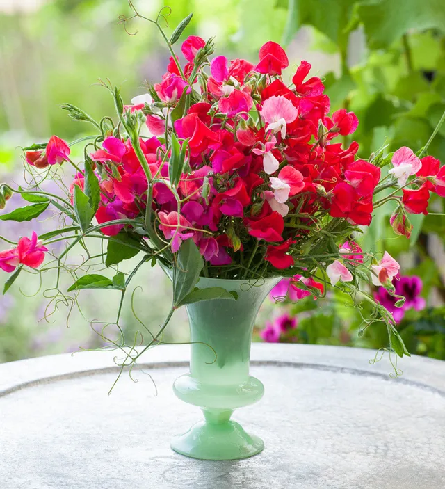 Sarah Raven Seeds Sweet Pea Duftwicke 20 Samen stark duftend pink