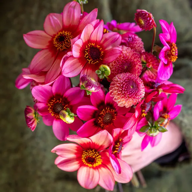 Sarah Raven Bulbs Perfect Bunch Dahlia Dahlienknollen 3 Knollen Mix