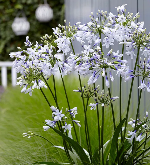 Sarah Raven Agapanthus Twister Pflanze 3 Liter Topf