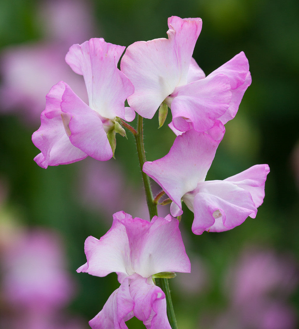 Sarah Raven Seeds Aegean Summer Sweet Pea Samen 20 duftend
