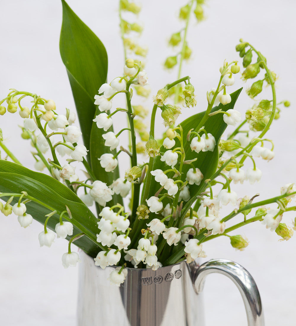 Sarah Raven Bulbs Convallaria majalis Blumenzwiebeln 20 Pips Duftsorte