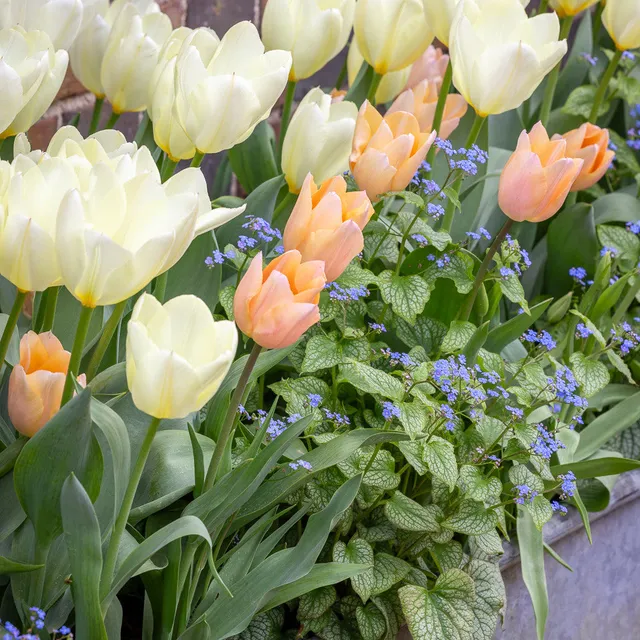 Sarah Raven Bulbs Shade Tulip Mix Tulpenzwiebeln 25 Stück