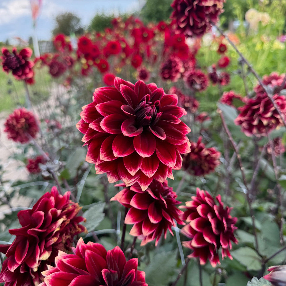 Sarah Raven Dahlia Sissinghurst Dahlienknolle dunkelrot