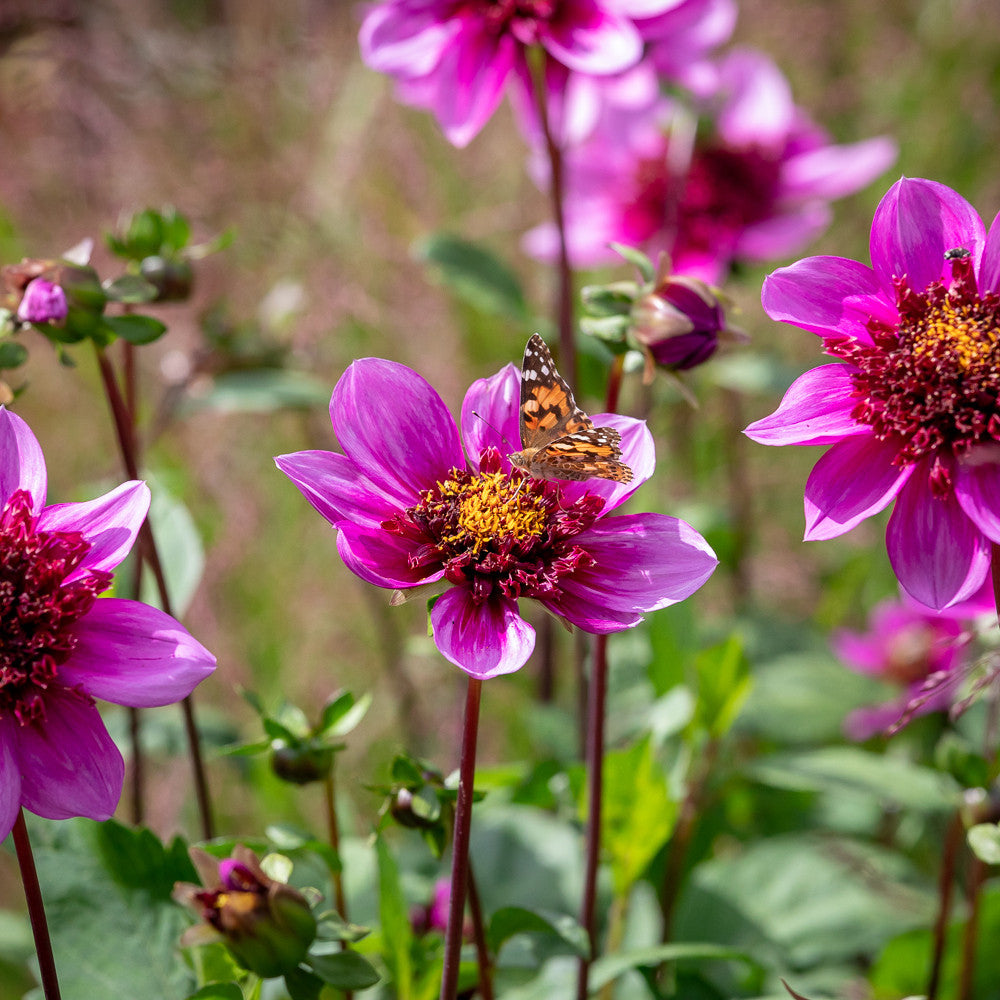 Sarah Raven Dahlia Blue Bayou Dahlienknolle 1 Knolle nektarreich