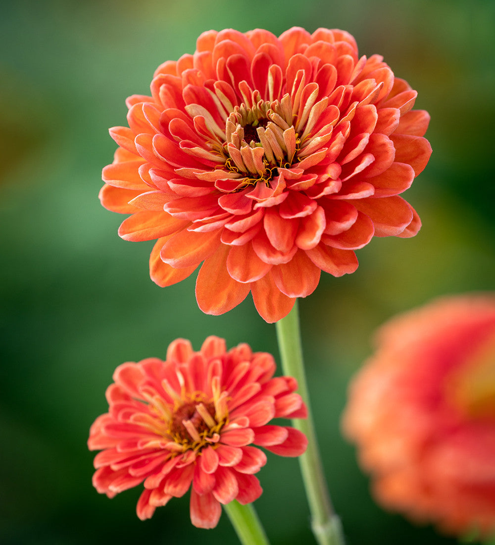 Sarah Raven Zinnia Benary's Giant Salmon Rose Samen 30 Stück lachs