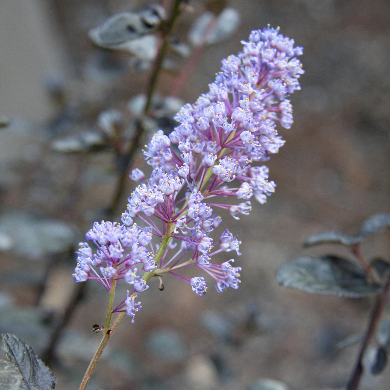 Sarah Raven Plants Ceanothus Tuxedo Pflanze 2-Liter-Topf dunkellaubig