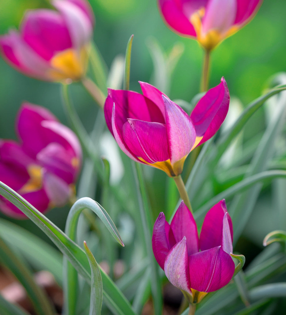 Sarah Raven Bulbs Tulip humilis Persian Pearl Blumenzwiebeln 25 Stück