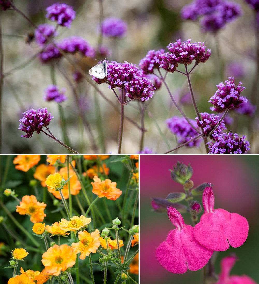 Sarah Raven Plants Bright Border Collection Pflanze 18x9cm bunt