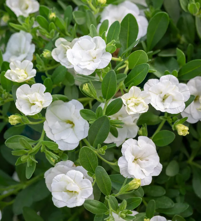 Sarah Raven Plants Calibrachoa Cabaret Double White Pflanze 3x9cm weiß