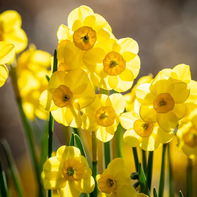 Sarah Raven Bulbs Narcissus Kokopelli Narzissen 15 Zwiebeln Duft