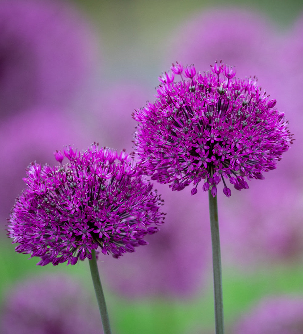 Sarah Raven Bulbs Allium Purple Sensation Zwiebel 15 Stück