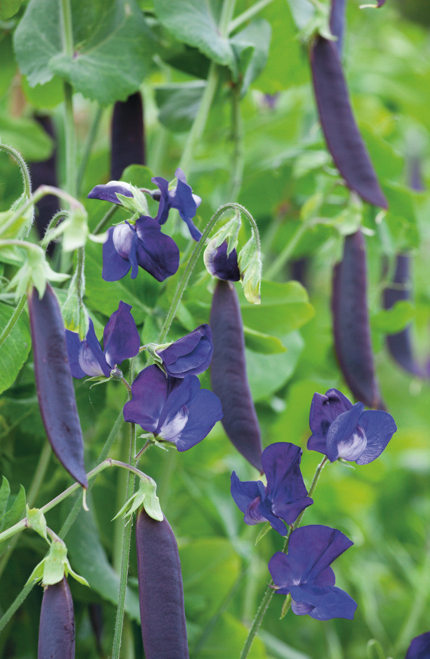 Sarah Raven Seeds Erbse Blauwschokker Samen 120 Samen lila