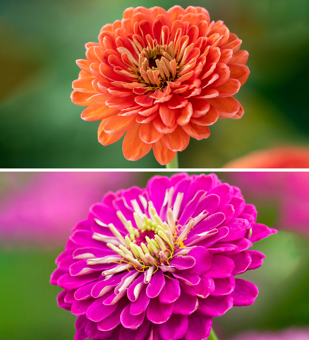 Sarah Raven Seeds Hero Zinnia Mix Blumensamen 25 Samen