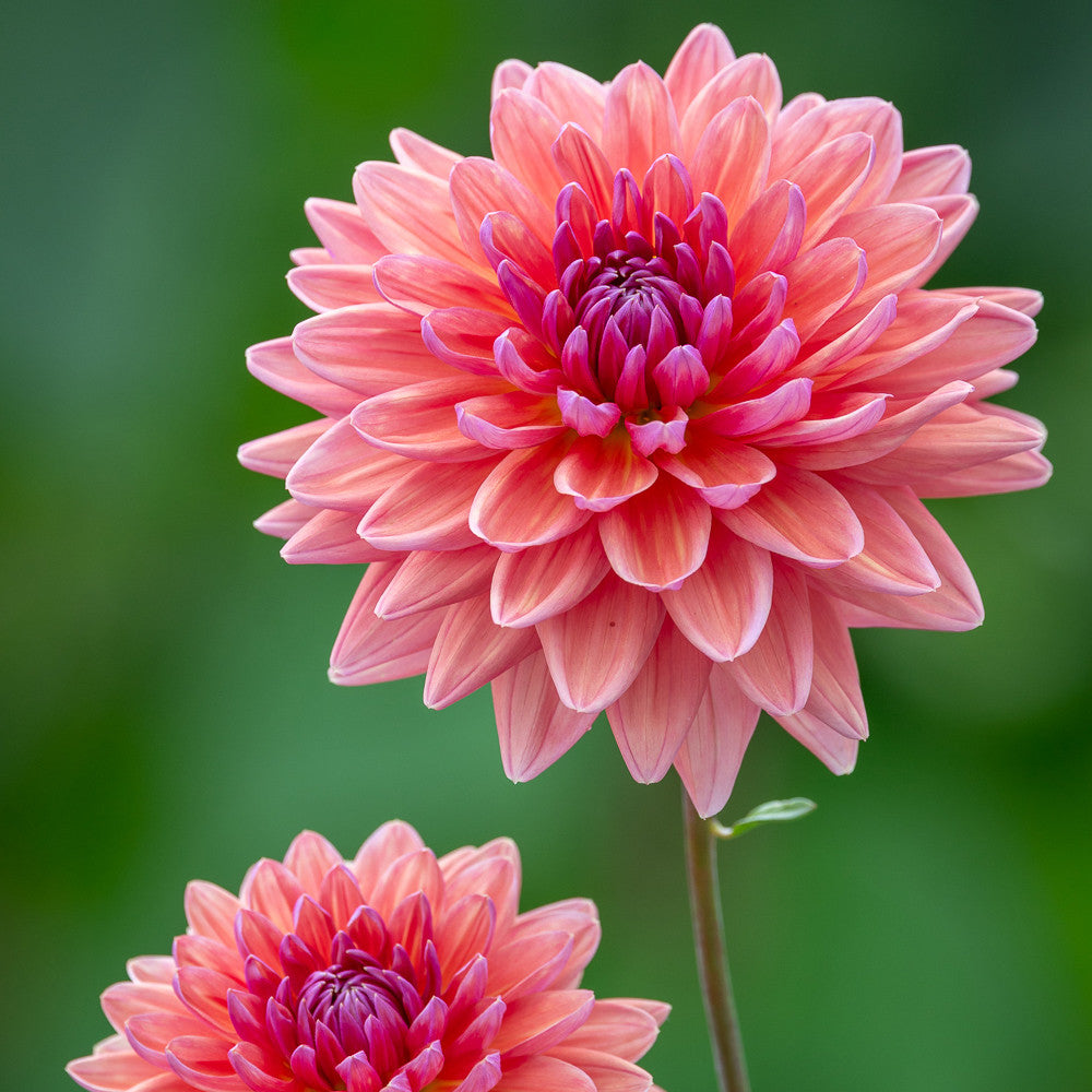 Sarah Raven Bulbs Dahlia Dutch Pearl Knolle 1 Knolle korall