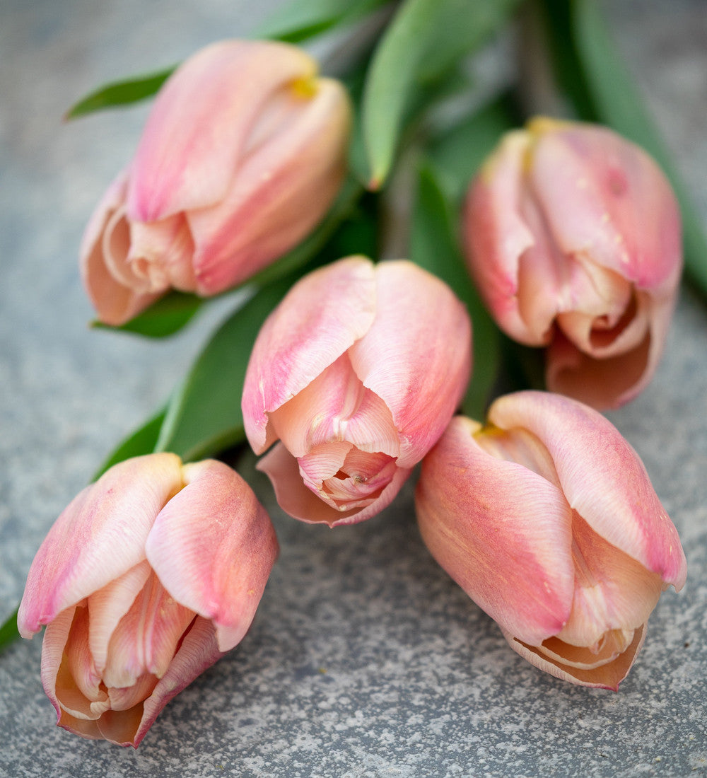 Sarah Raven Tulpe Apricot Copex Blumenzwiebeln 10 Zwiebeln
