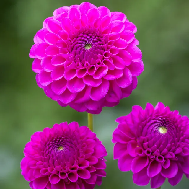 Sarah Raven Cryfield Harmony Dahlie Knolle 1 Stück Schnittblume