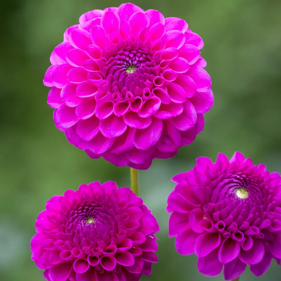 Sarah Raven Cryfield Harmony Dahlie Knolle 1 Stück Schnittblume