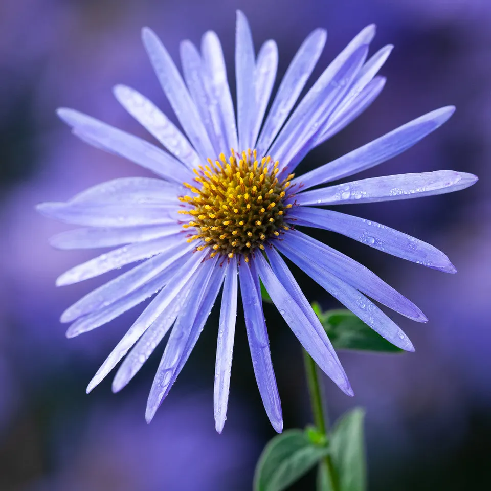 Sarah Raven Aster Mönch Pflanze 3x 9cm blau langblühend