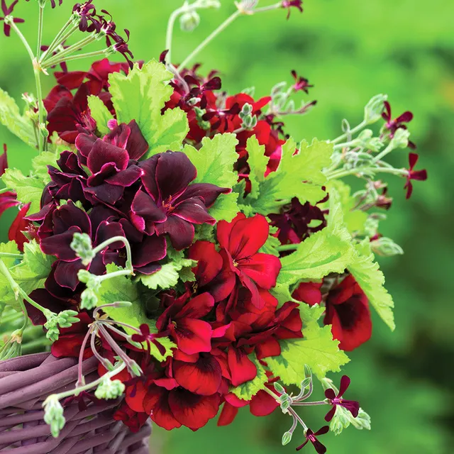 Sarah Raven Plants Venetian Pelargonium Kollektion Pflanze 3x 9cm Topf