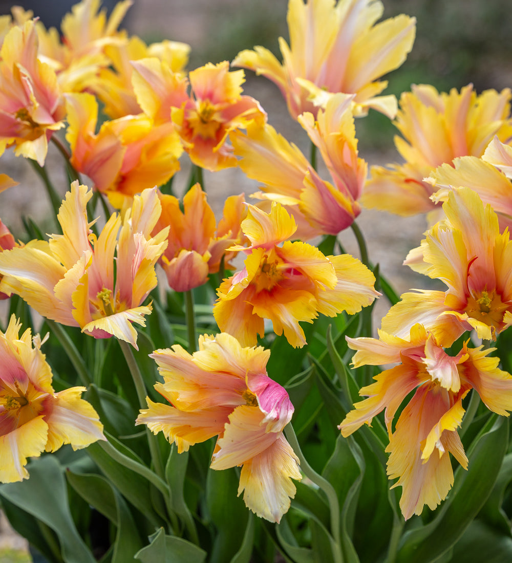 Sarah Raven Bulbs Flaming Memory Tulpen Blumenzwiebeln 30 Stück grün-weiß