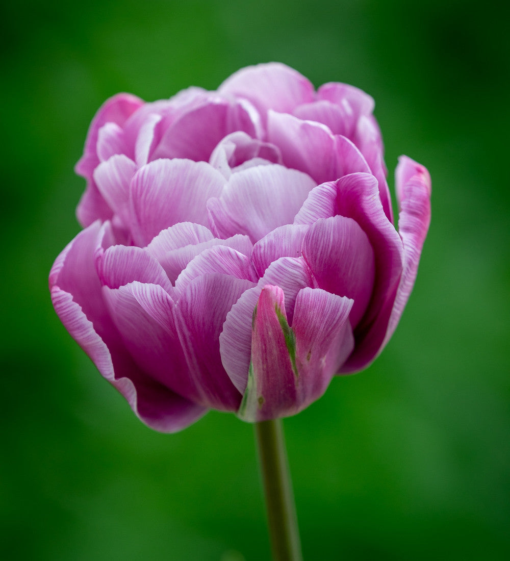 Sarah Raven Bulbs Marmorierte Tulpen Kollektion 40 Zwiebeln