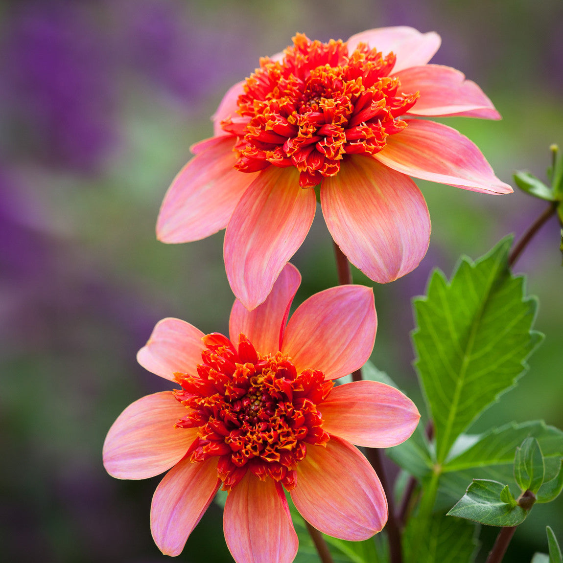 Sarah Raven Bulbs Pompom Party Dahlia Collection Dahlienknollen 5 Knollen Ball