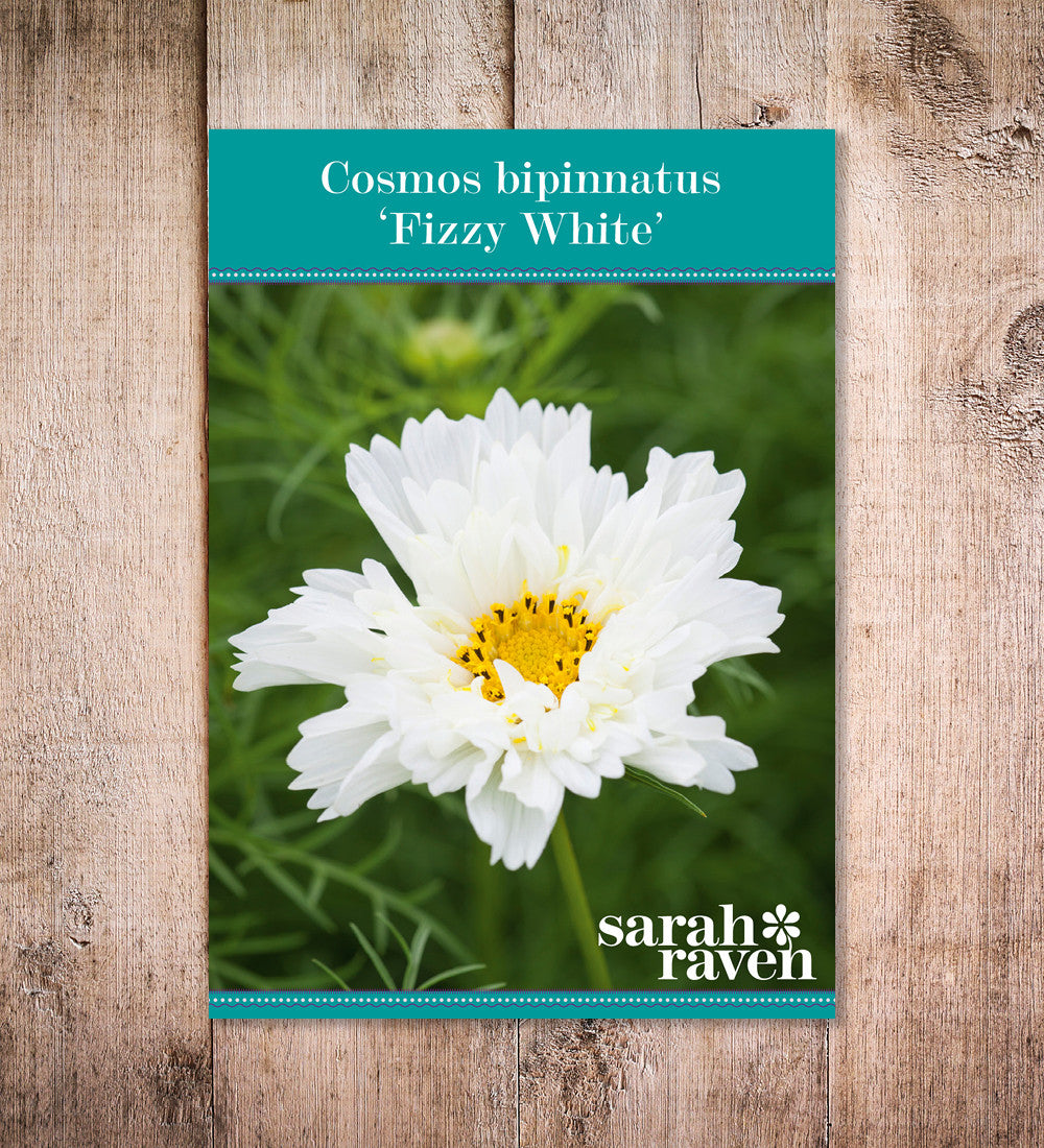 Sarah Raven Seeds Cosmos Fizzy White Blumensamen 50 Samen weiß