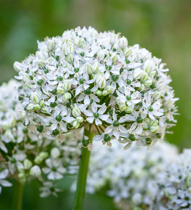 Sarah Raven Bulbs Allium nigrum Blumenzwiebeln weiß 15 Stück