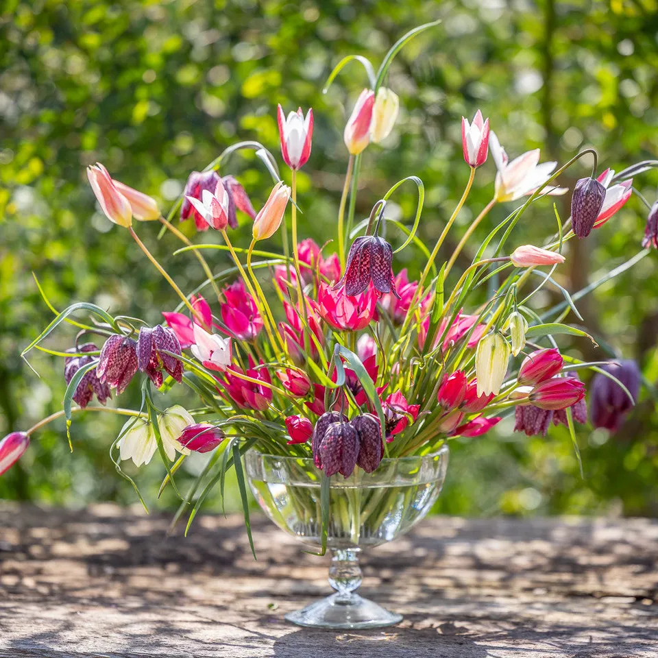 Sarah Raven Bulbs Spice up Your Grass Collection 50 Zwiebeln Wiese