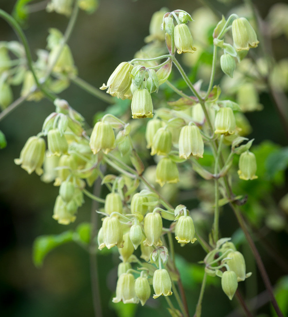 Sarah Raven Clematis rehderiana Pflanze 2 Liter Topf Gelb