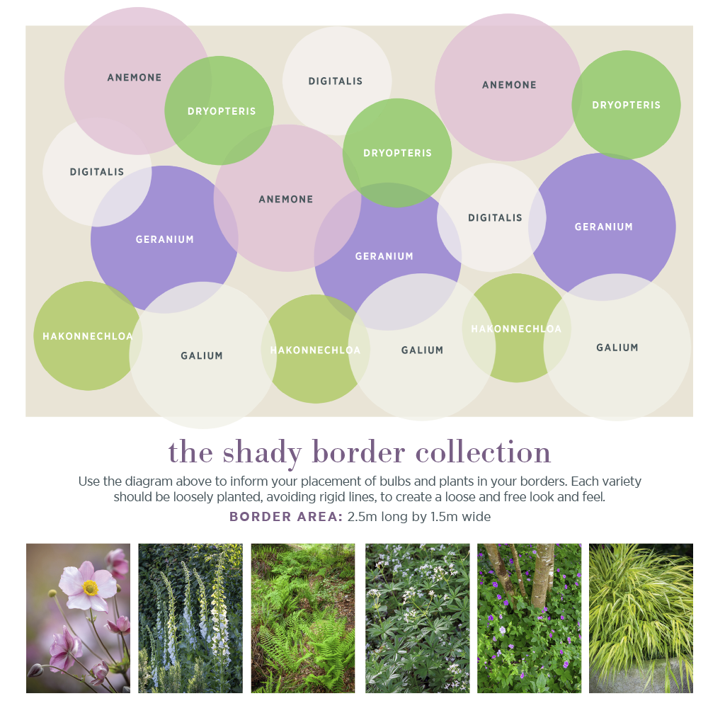 Sarah Raven Plants Shady Border Pflanzen 18x 9cm Schatten