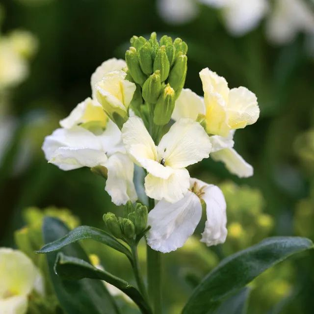 Sarah Raven Plants Goldlack White Dame Pflanze 9x 9cm Töpfe duftend