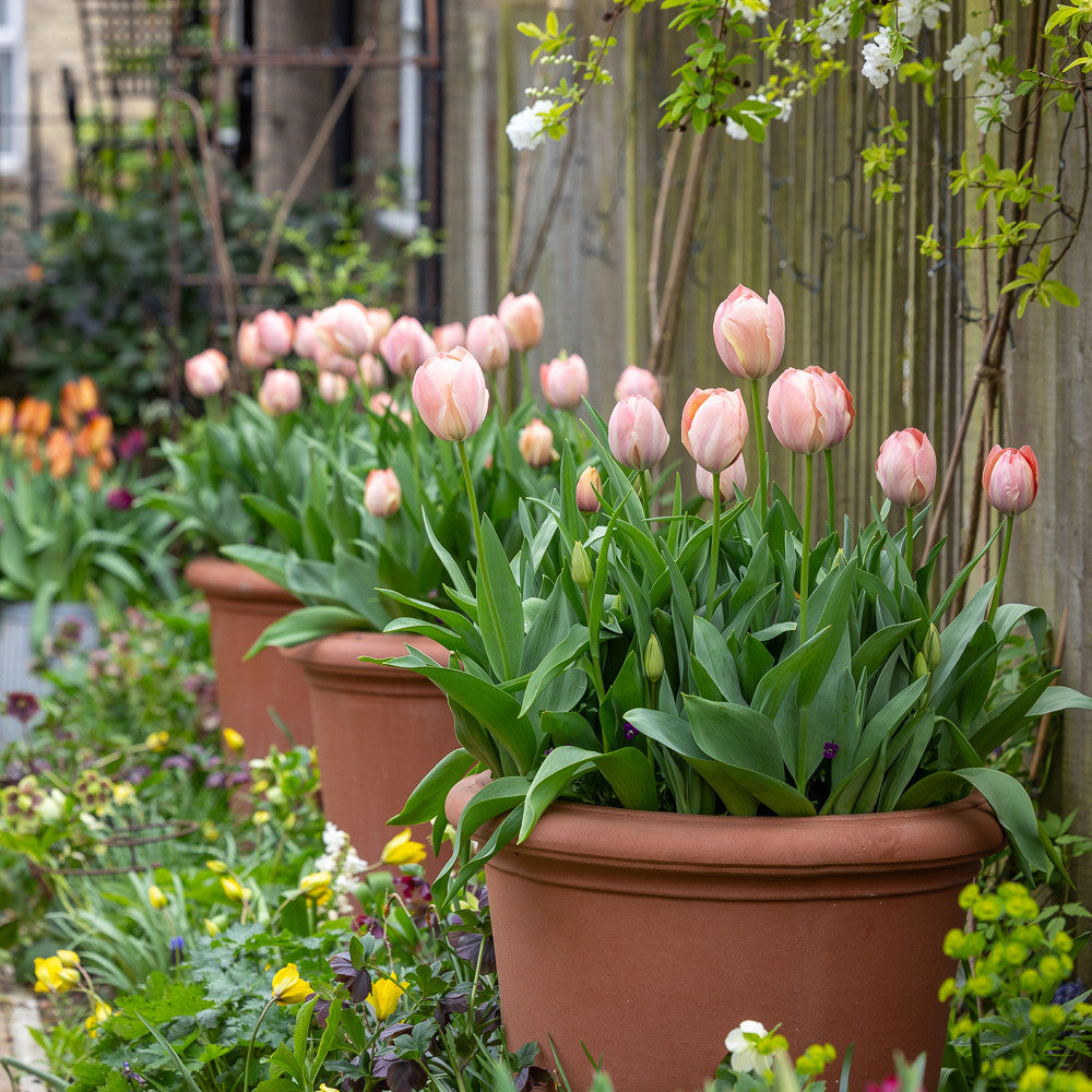 Sarah Raven Bulbs Tulpe Mystic van Eijk Blumenzwiebeln 15 Stück aprikot