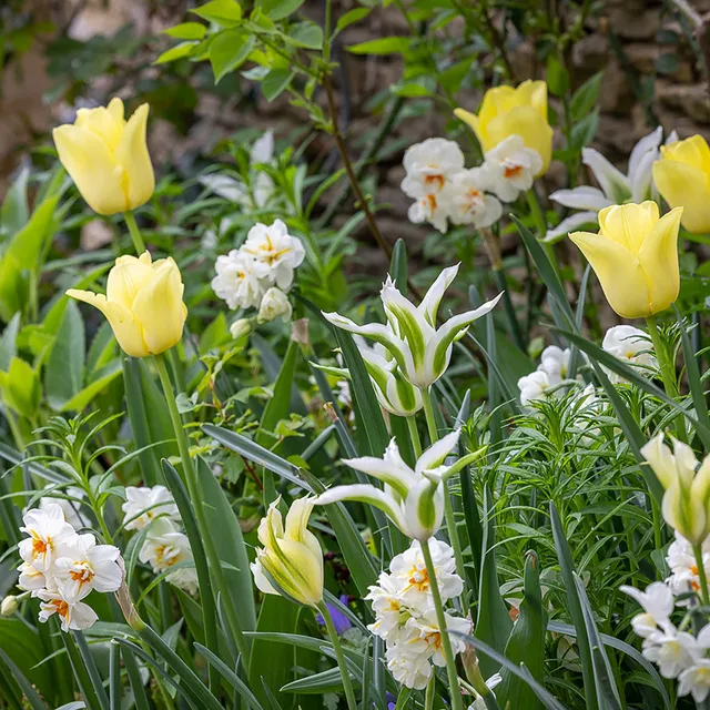 Sarah Raven Bulbs Schatten Stauden-Mix Blumenzwiebeln 60 Stück