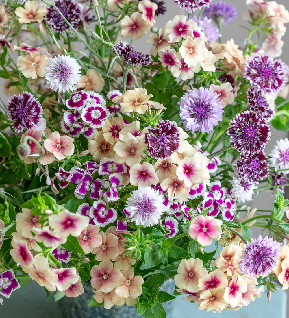 Sarah Raven Seeds Centaurea Classic Magic Kornblume 200 Samen