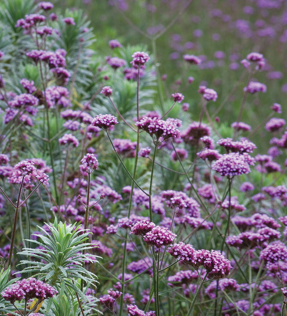 Sarah Raven Seeds Amethyst Sapphire Blumensamen 700 Samen Schnittblumen