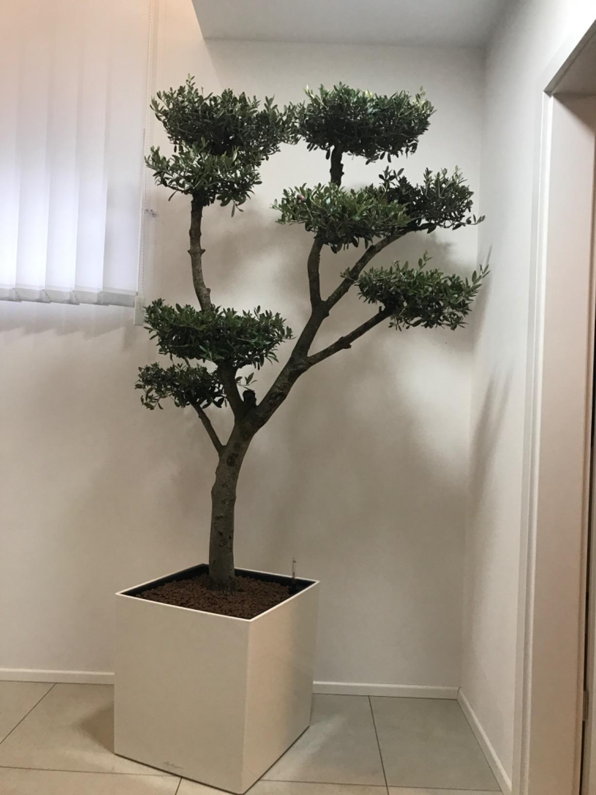 Lechuza Cube Premium 40 Pflanzwürfel Weiß Hochglanz 40cm Bewässerung