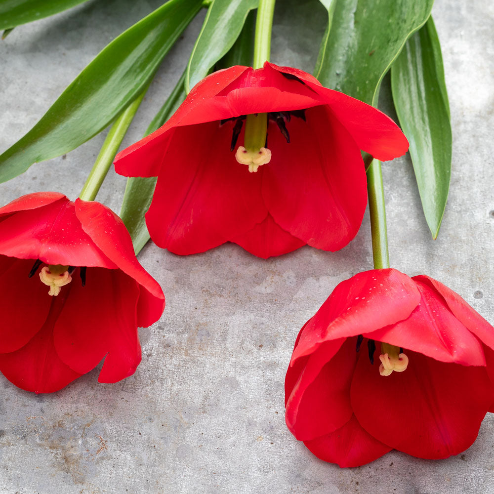 Sarah Raven Unique de France Tulpe Blumenzwiebeln 10 Stück rot
