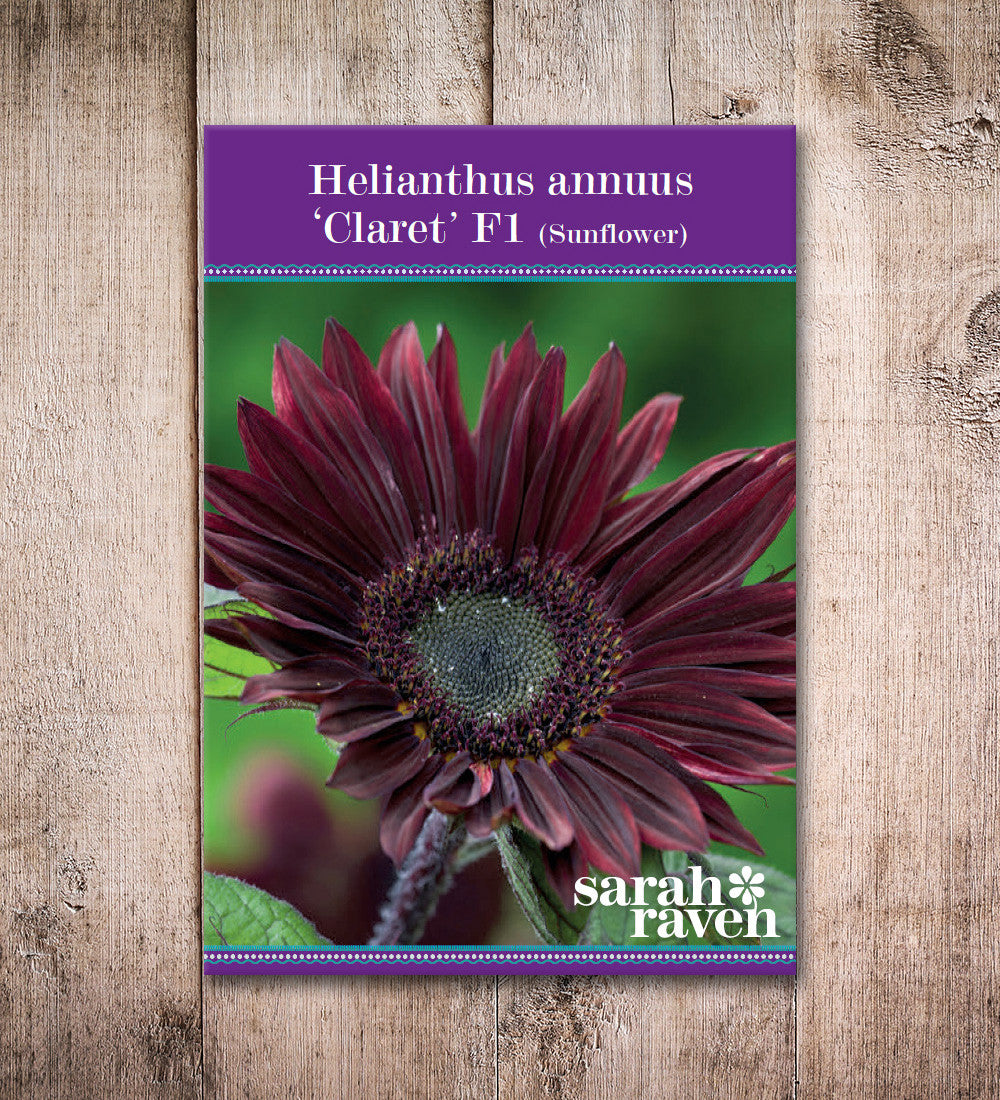 Sarah Raven Seeds Helianthus Claret Sonnenblumen 20 Samen Rot