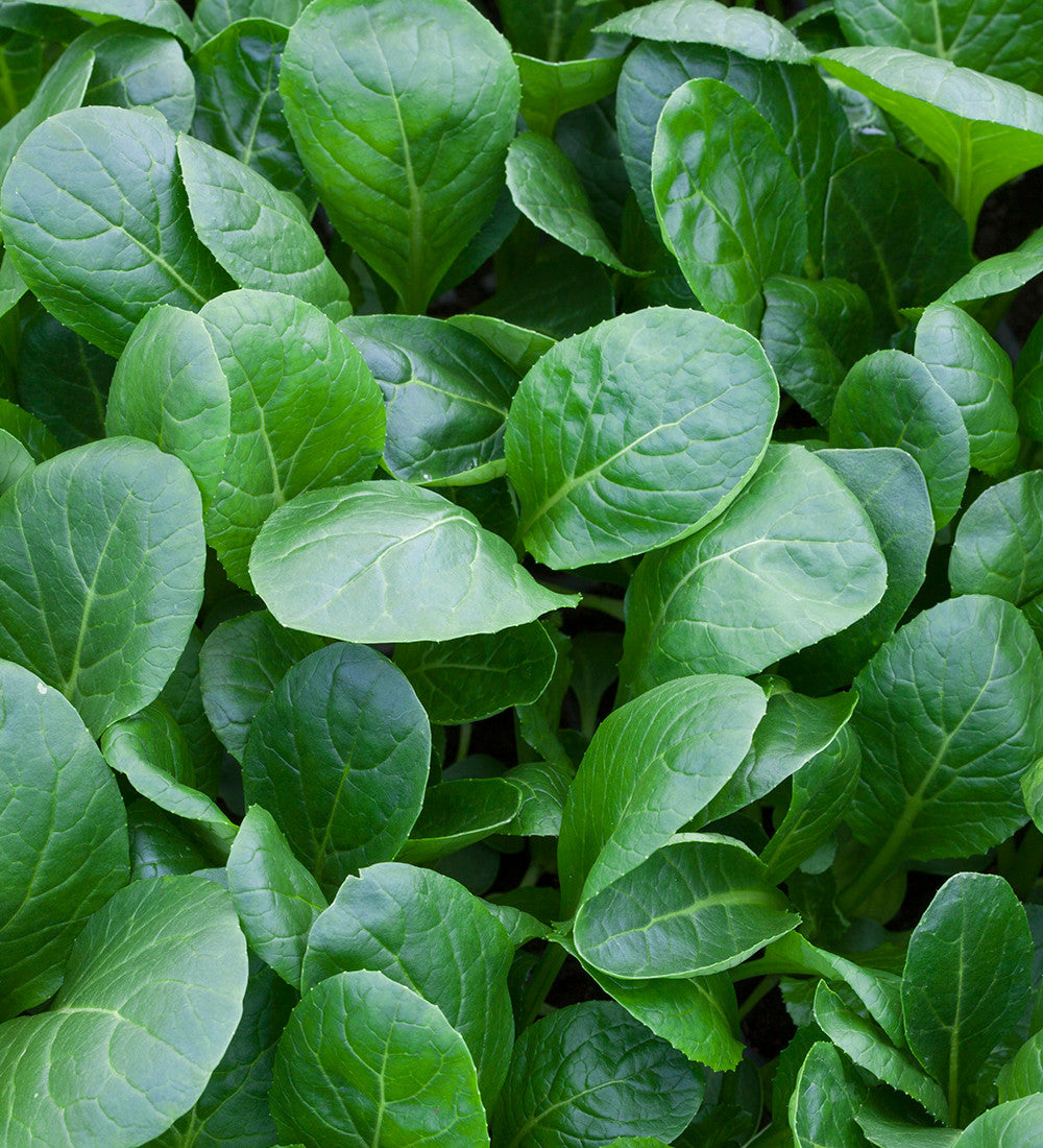 Sarah Raven Seeds Komatsuna Senfspinat Samen 250 Samen winterhart