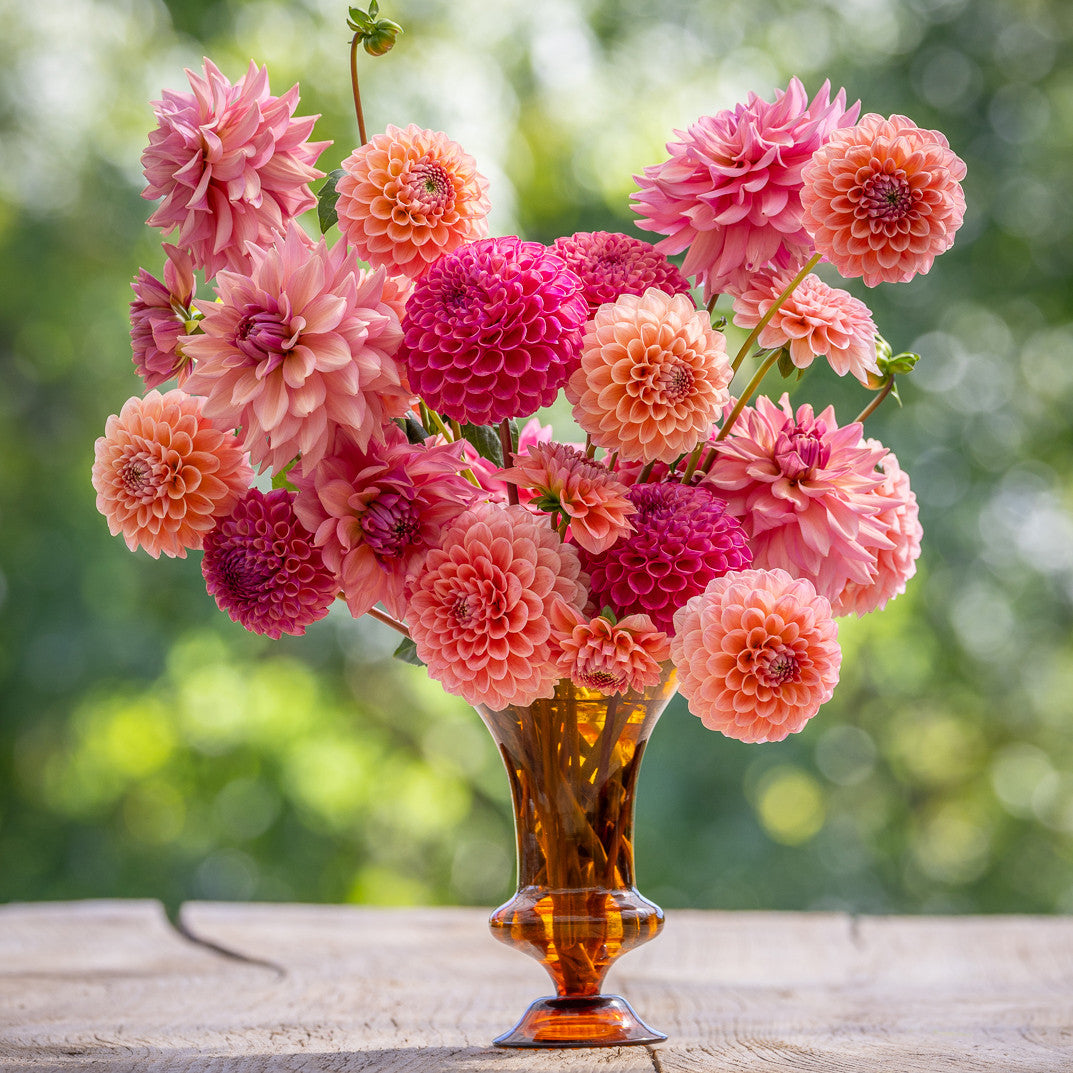 Sarah Raven Bulbs Millis Dahlia Dahlienknollen 3 Knollen mix