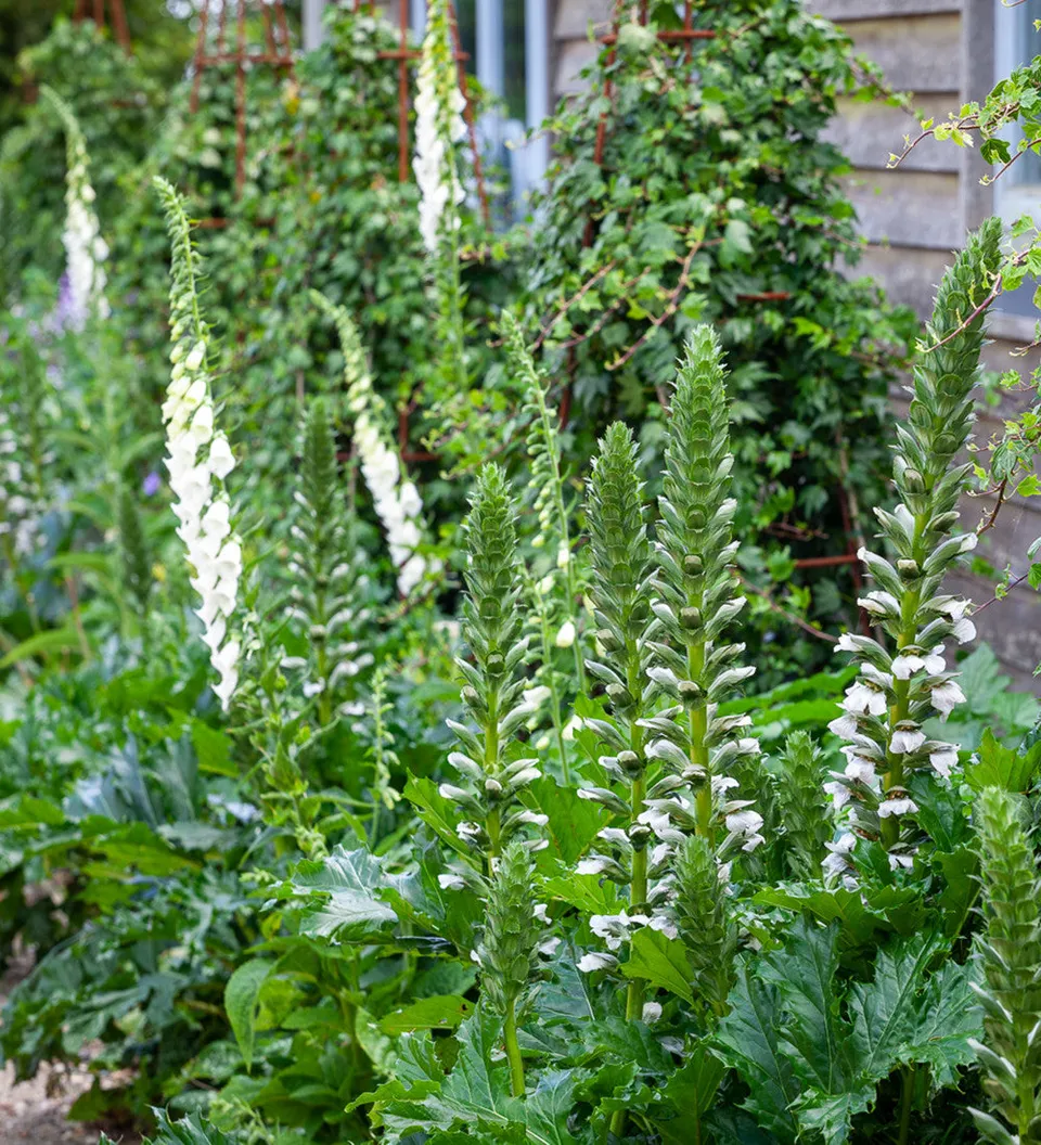 Sarah Raven Plants White Woodland Collection Pflanzen 9 Töpfe Schatten