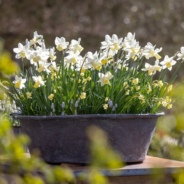 Sarah Raven Bulbs Spring Centrepiece Blumenzwiebeln 55 Zwiebeln