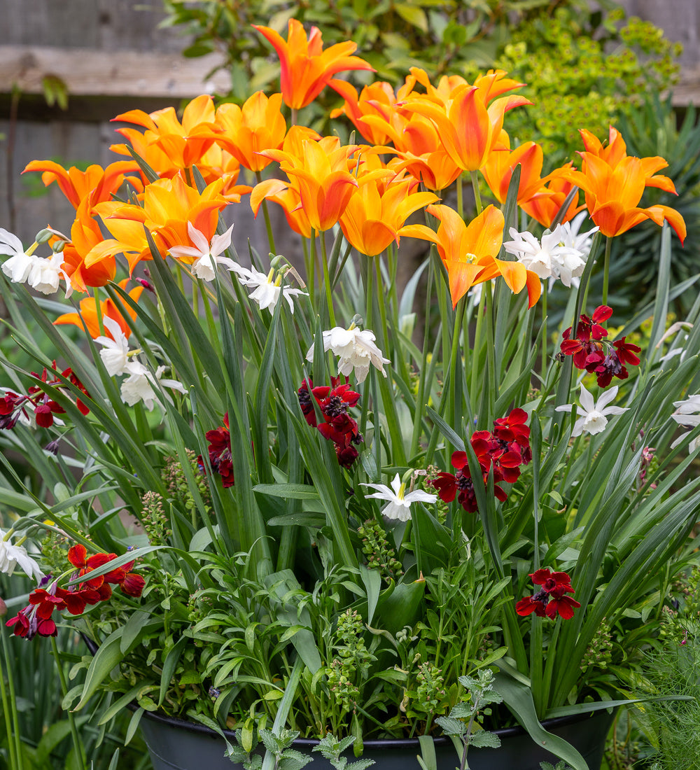 Sarah Raven Plants Scented Fireworks Tulpen 31 Stück Duft